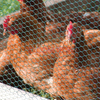 Farming Fence for Cattle Dog Horse Corral Panel