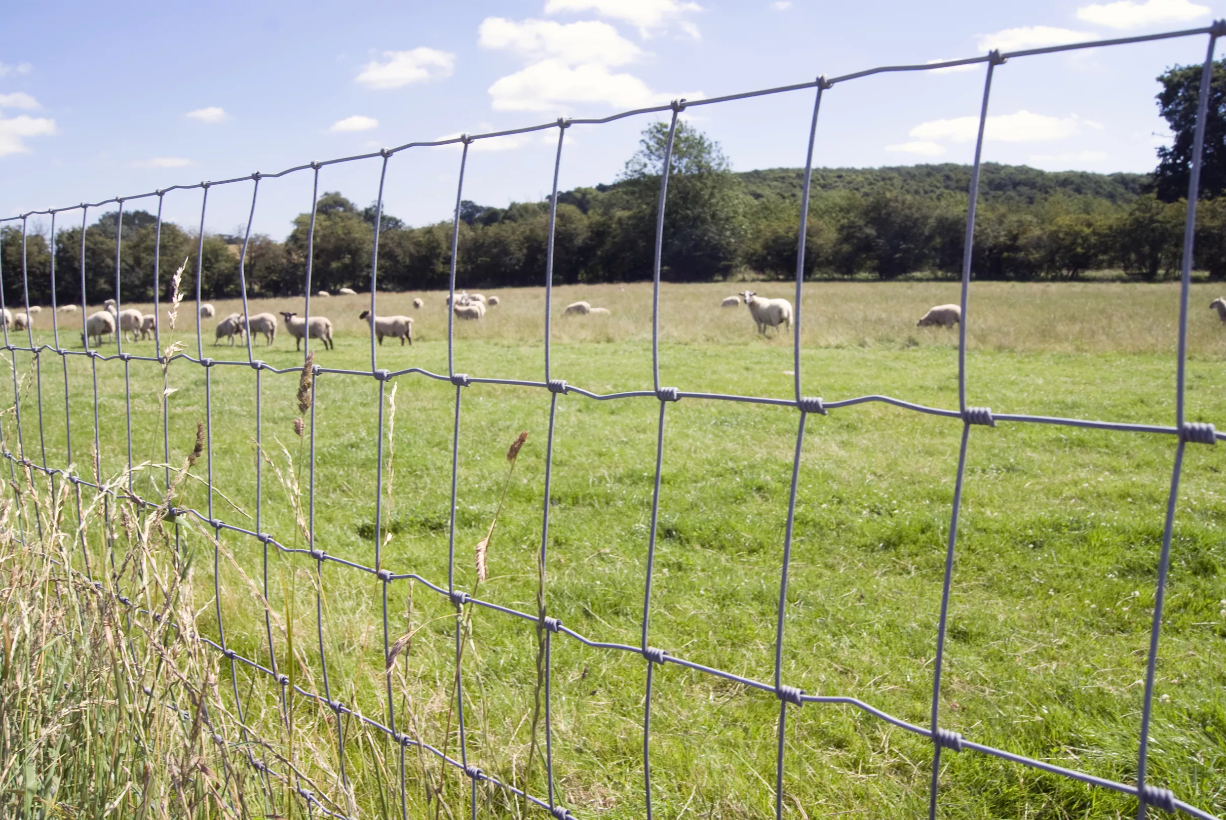 field fence (29)