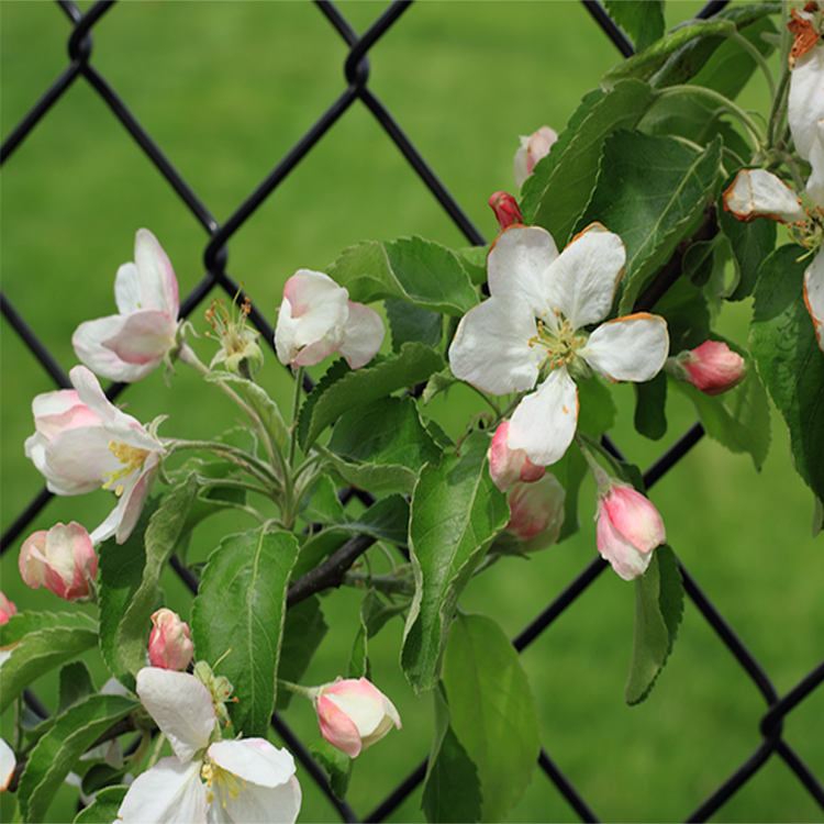 chain link fence
