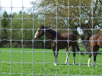 Ring and Knott Fencing