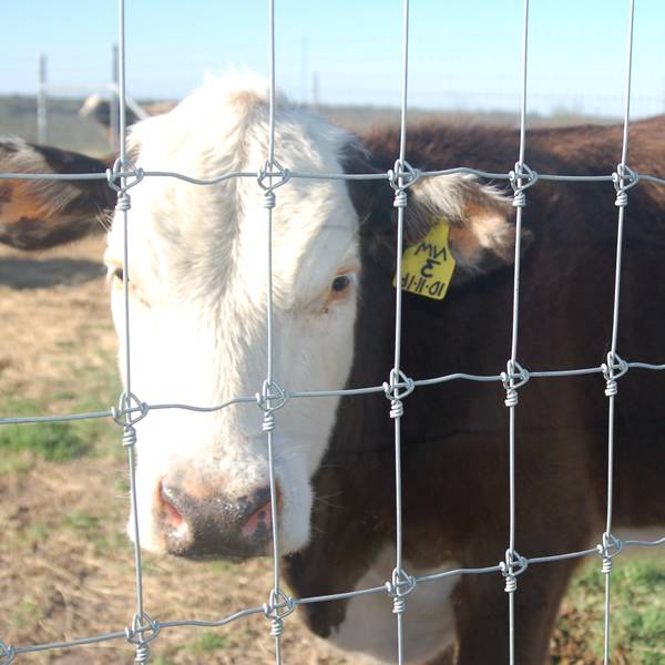 field-fence-cattle-fence