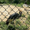 Black Pvc Coated Chain Link Fence For Park